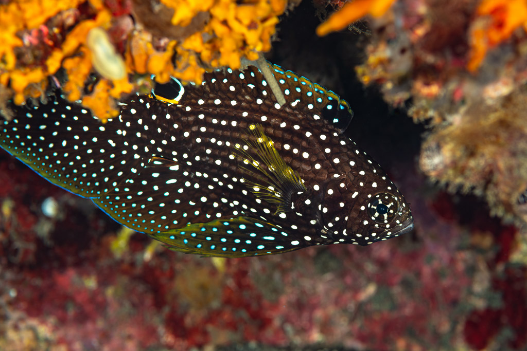 Comet fish with white spots and dorsal eyespot under a ledge, Maulana House Reef, Banda Sea, Indonesia