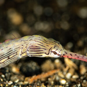 Scribbled pipefish head close-up on dark sand, Maulana House Reef, Banda Sea, Indonesia