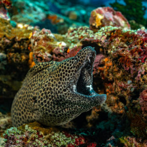 Honeycomb moray with mouth wide open in a reef hole, vertical frame, Batu Kapal, Banda Sea, Indonesia