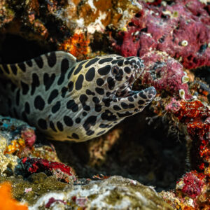 Black-spotted moray emerging from a pink reef crevice, Batu Kapal, Banda Sea, Indonesia