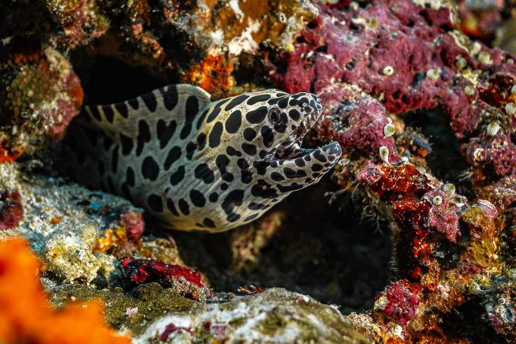 Black-spotted moray emerging from a pink reef crevice, Batu Kapal, Banda Sea, Indonesia