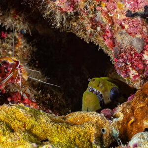 Yellow-green fimbriated moray in a hole beside a cleaner shrimp, Batu Kapal, Banda Sea, Indonesia