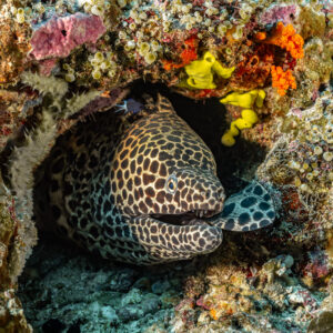 Honeycomb moray resting under a ledge with yellow sea squirts, Batu Kapal, Banda Sea, Indonesia