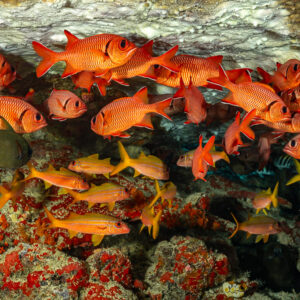 Soldierfish and yellow goatfish crowding under a reef overhang, Batu Kapal, Banda Sea, Indonesia