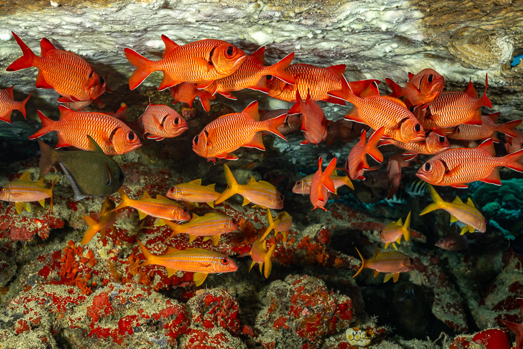 Soldierfish and yellow goatfish crowding under a reef overhang, Batu Kapal, Banda Sea, Indonesia