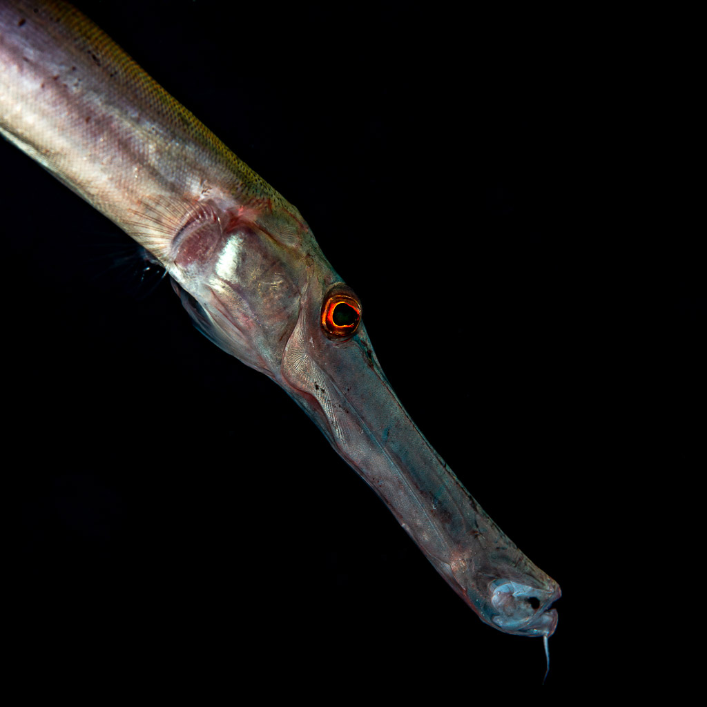 Trumpetfish head with red eye on black background at dusk, Mandarin Point, Banda Sea, Indonesia