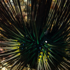 Long-spined sea urchin with yellow-tipped spines, close-up, Mandarin Point, Banda Sea, Indonesia