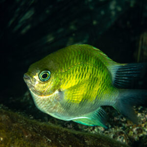 Yellow-green damselfish hovering in a dark reef recess, Mandarin Point, Banda Sea, Indonesia