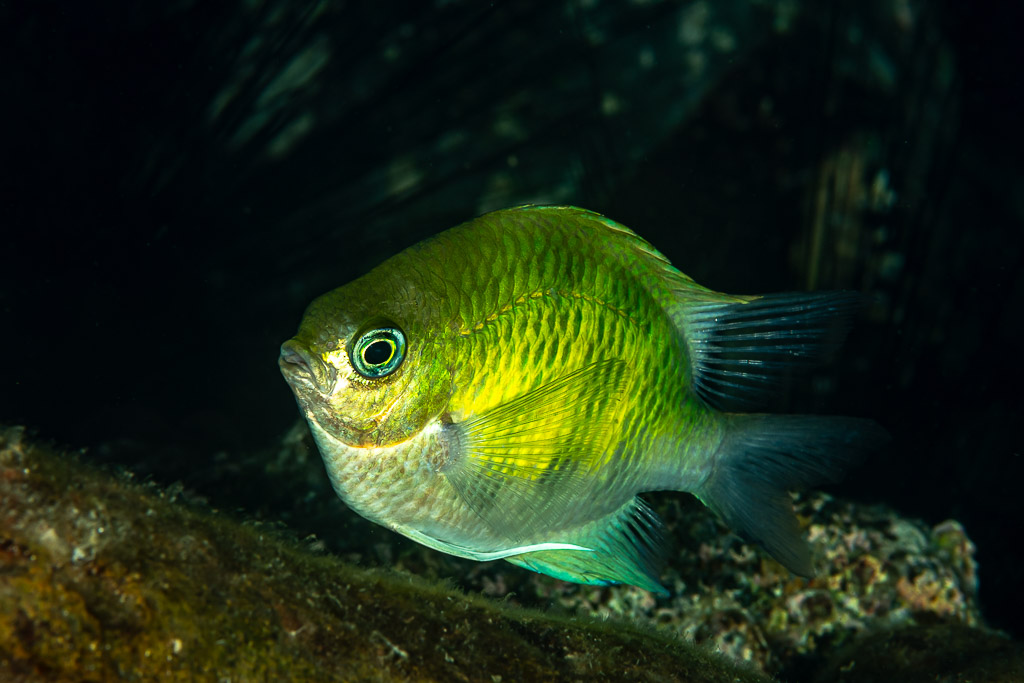Yellow-green damselfish hovering in a dark reef recess, Mandarin Point, Banda Sea, Indonesia