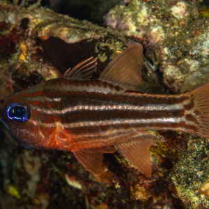 Red-striped cardinalfish with blue eye among reef rocks, Mandarin Point, Banda Sea, Indonesia
