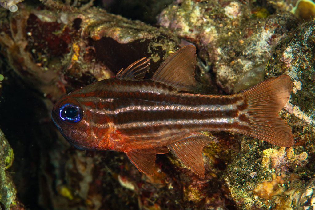 Red-striped cardinalfish with blue eye among reef rocks, Mandarin Point, Banda Sea, Indonesia