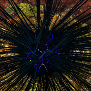 Long-spined sea urchin with blue iridescent lines seen from above, Mandarin Point, Banda Sea, Indonesia