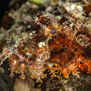 Tasselled scorpionfish camouflaged on the reef with chin tassels, Mandarin Point, Banda Sea, Indonesia