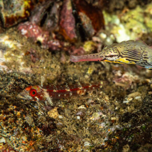 Scribbled pipefish facing a small red triplefin on the reef, Mandarin Point, Banda Sea, Indonesia