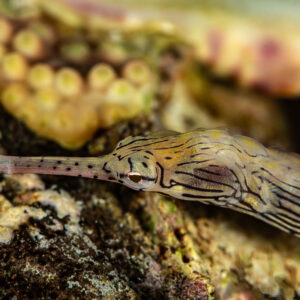Scribbled pipefish stretched beside yellow coral polyps, Mandarin Point, Banda Sea, Indonesia