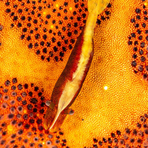 Crevette des étoiles de mer sur une étoile coussin orange, vue de dessus verticale, Mandarin Point, mer de Banda, Indonésie