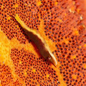 Crevette des étoiles de mer en diagonale sur une étoile coussin, format vertical, Mandarin Point, mer de Banda, Indonésie