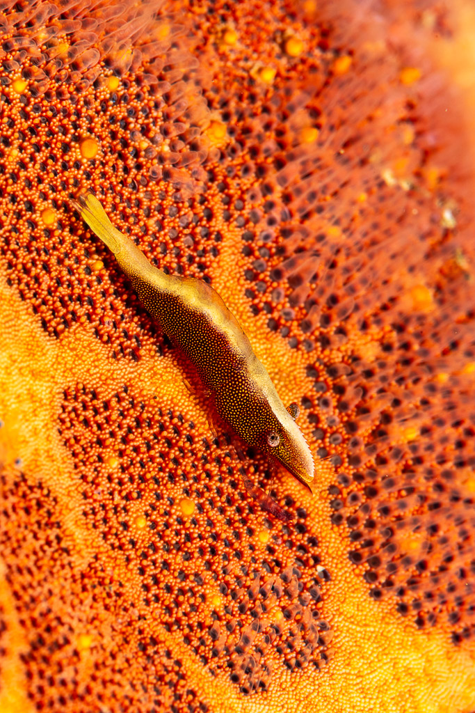 Crevette des étoiles de mer en diagonale sur une étoile coussin, format vertical, Mandarin Point, mer de Banda, Indonésie