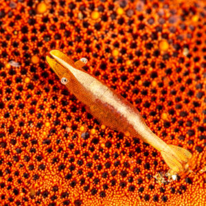 Crevette des étoiles de mer sur une étoile rouge et orange, format horizontal, Mandarin Point, mer de Banda, Indonésie