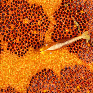 Crevette des étoiles de mer sur les plages orange et sombres de son hôte, Mandarin Point, mer de Banda, Indonésie