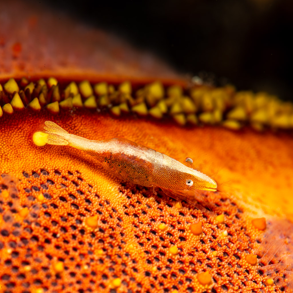 Crevette des étoiles de mer au bord de son étoile hôte orange, format vertical, Mandarin Point, mer de Banda, Indonésie