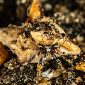 Spindly-legged crab carrying shell debris on its back on dark sand, Mandarin Point, Banda Sea, Indonesia