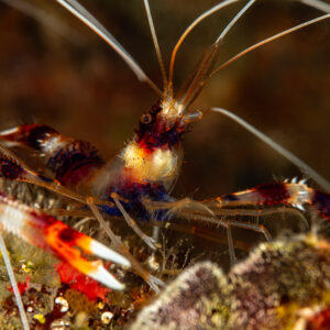 Banded coral shrimp close-up with long white antennae, Mandarin Point, Banda Sea, Indonesia