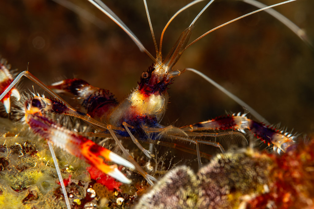 Banded coral shrimp close-up with long white antennae, Mandarin Point, Banda Sea, Indonesia