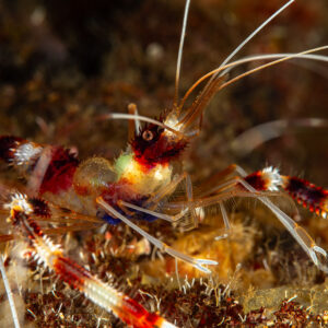Banded coral shrimp with claws spread among reef debris, Mandarin Point, Banda Sea, Indonesia