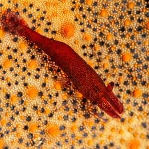 Crevette des étoiles de mer rouge sur une étoile orange tachetée, Mandarin Point, mer de Banda, Indonésie