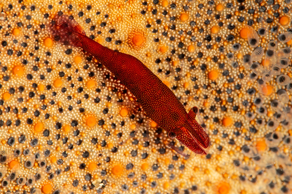 Crevette des étoiles de mer rouge sur une étoile orange tachetée, Mandarin Point, mer de Banda, Indonésie