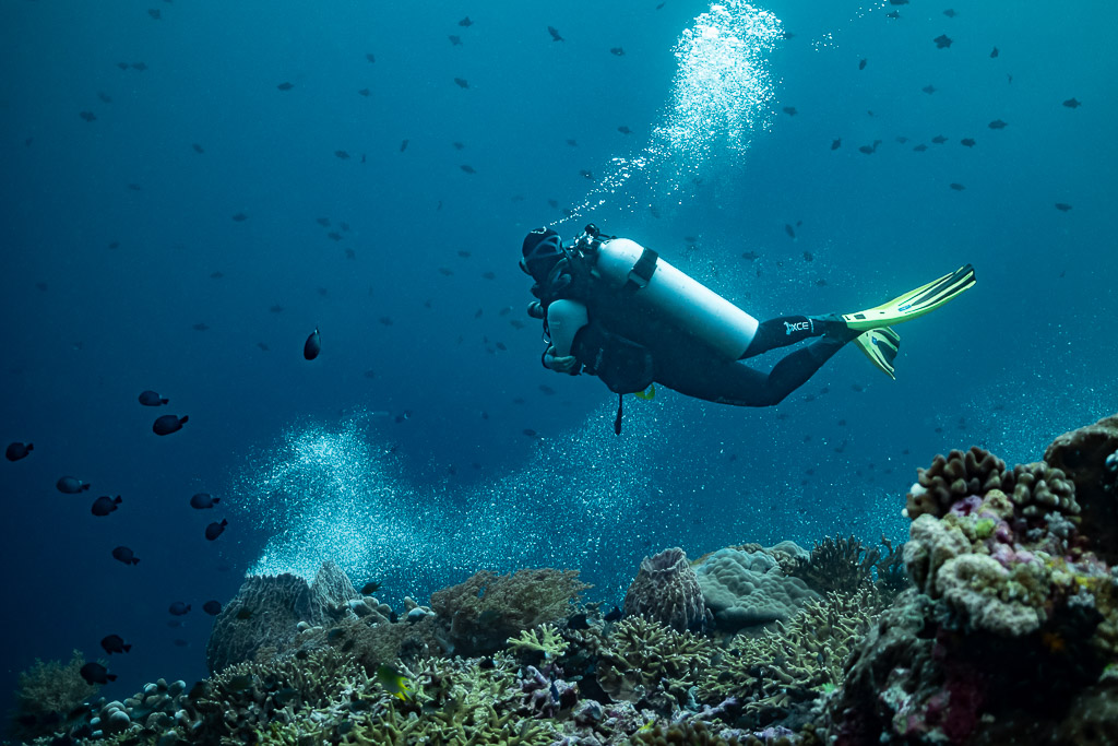Diver exhaling bubbles above a coral reef with small fish, Jackpot, Banda Sea, Indonesia