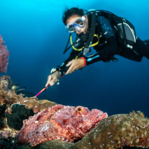 Diver pointing at a large pink scorpionfish below a purple sea fan, Ameth, Banda Sea, Indonesia