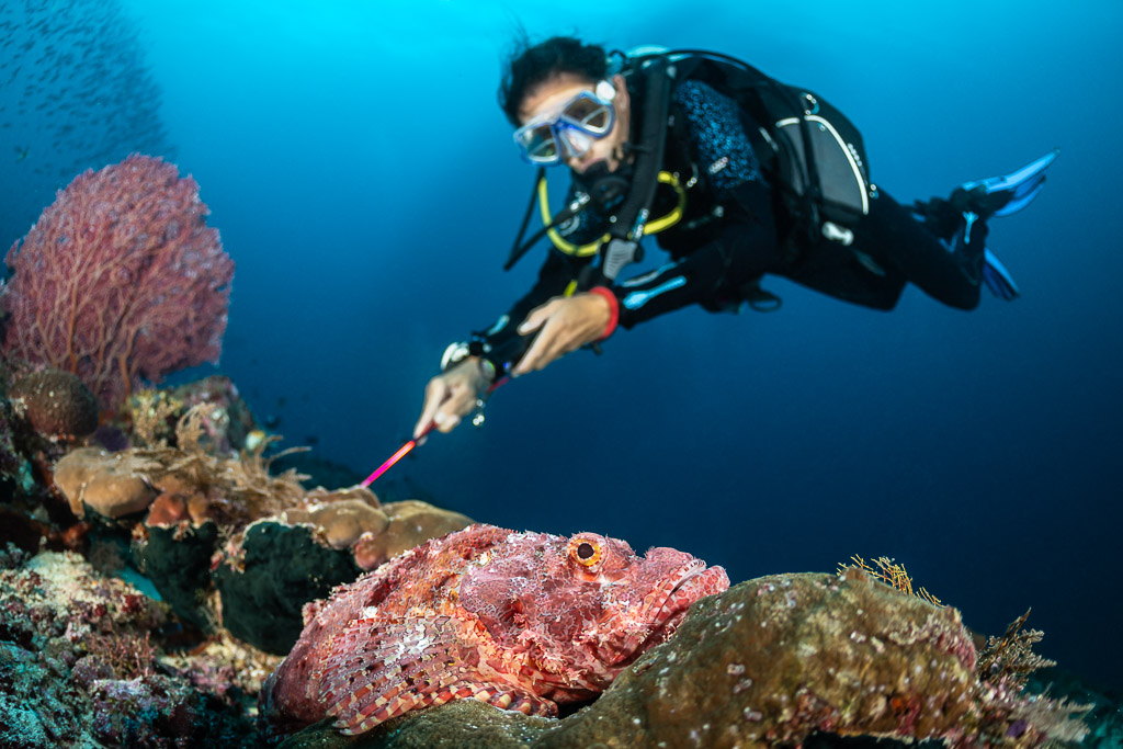 Diver pointing at a large pink scorpionfish below a purple sea fan, Ameth, Banda Sea, Indonesia