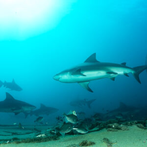 Bull shark cruising over sandy bottom with several sharks behind, Cabo Pulmo, Baja California Sur, Mexico