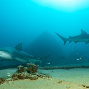 Two bull sharks passing a sunken mooring block in hazy blue water, Cabo Pulmo, Baja California Sur, Mexico