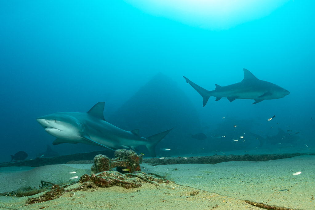 Two bull sharks passing a sunken mooring block in hazy blue water, Cabo Pulmo, Baja California Sur, Mexico