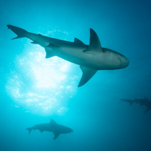 Bull shark silhouetted against the sun, seen from below with two others, Cabo Pulmo, Baja California Sur, Mexico