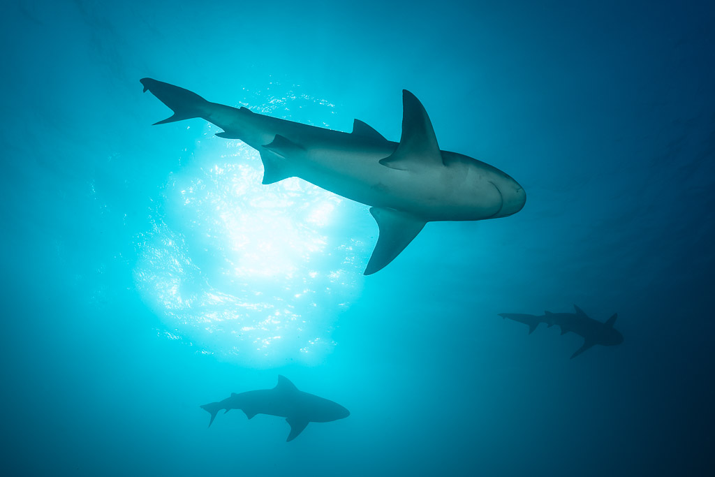 Bull shark silhouetted against the sun, seen from below with two others, Cabo Pulmo, Baja California Sur, Mexico