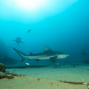 Bull shark gliding over sand and old ropes, others fading in the blue, Cabo Pulmo, Baja California Sur, Mexico