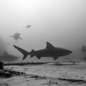 Black-and-white image of bull sharks circling above a sandy seabed, Cabo Pulmo, Baja California Sur, Mexico