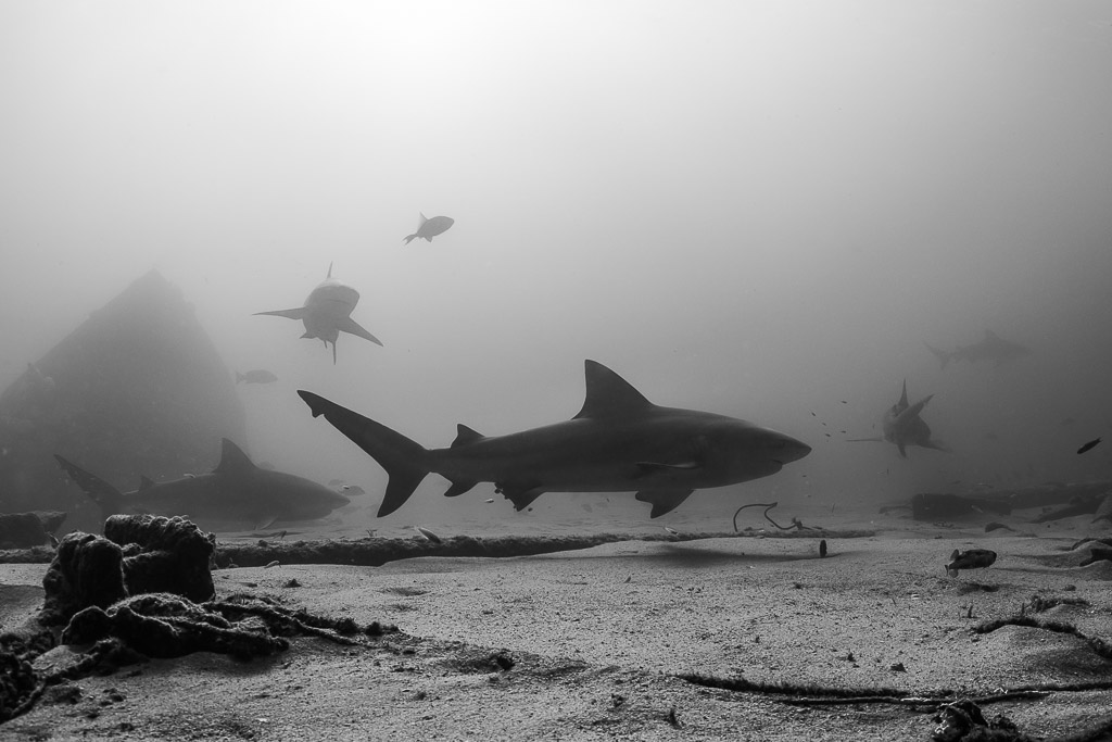 Black-and-white image of bull sharks circling above a sandy seabed, Cabo Pulmo, Baja California Sur, Mexico
