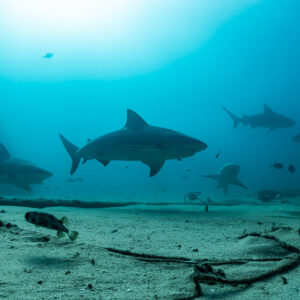 Group of bull sharks patrolling low over a sandy bottom with old ropes, Cabo Pulmo, Baja California Sur, Mexico