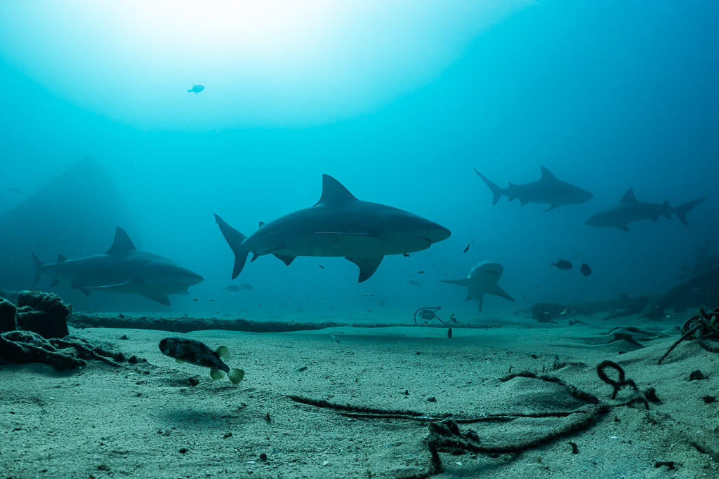 Group of bull sharks patrolling low over a sandy bottom with old ropes, Cabo Pulmo, Baja California Sur, Mexico