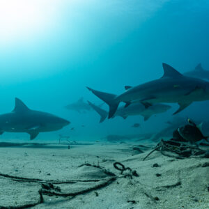 Bull sharks swimming in line close to the seabed under bright surface light, Cabo Pulmo, Baja California Sur, Mexico