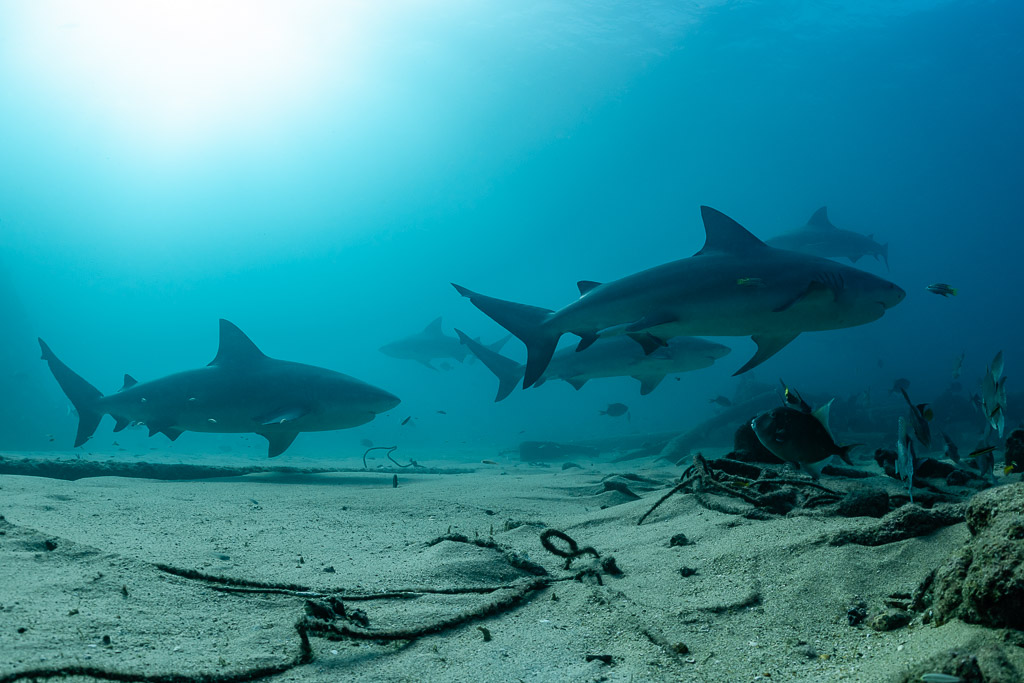 Bull sharks swimming in line close to the seabed under bright surface light, Cabo Pulmo, Baja California Sur, Mexico