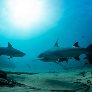 Two bull sharks, one very close to the lens, under a bright sun, Cabo Pulmo, Baja California Sur, Mexico
