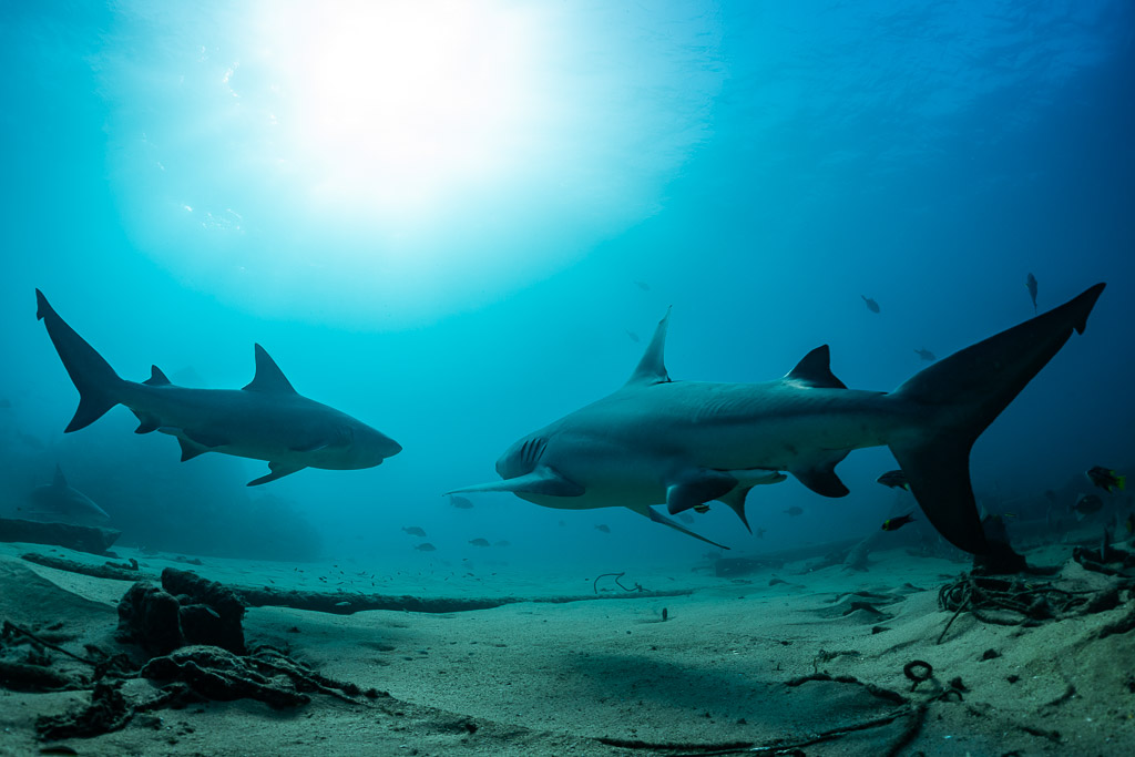 Two bull sharks, one very close to the lens, under a bright sun, Cabo Pulmo, Baja California Sur, Mexico