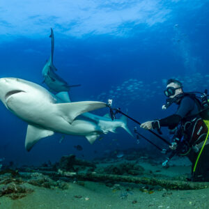 Bull shark turning right in front of a kneeling diver holding a pole, Cabo Pulmo, Baja California Sur, Mexico