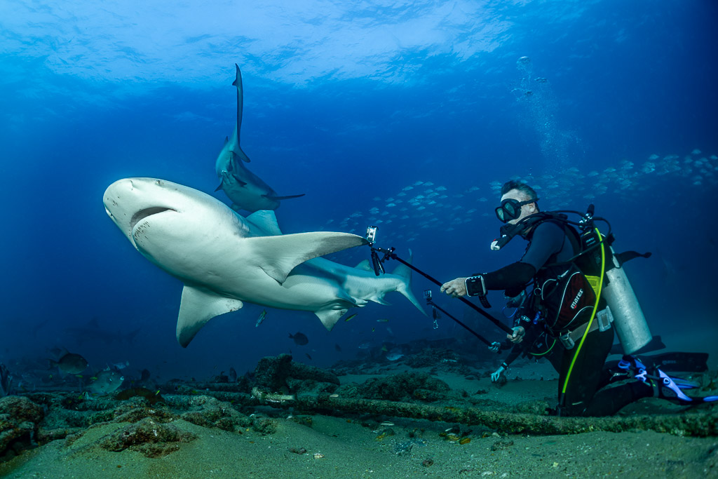Bull shark turning right in front of a kneeling diver holding a pole, Cabo Pulmo, Baja California Sur, Mexico